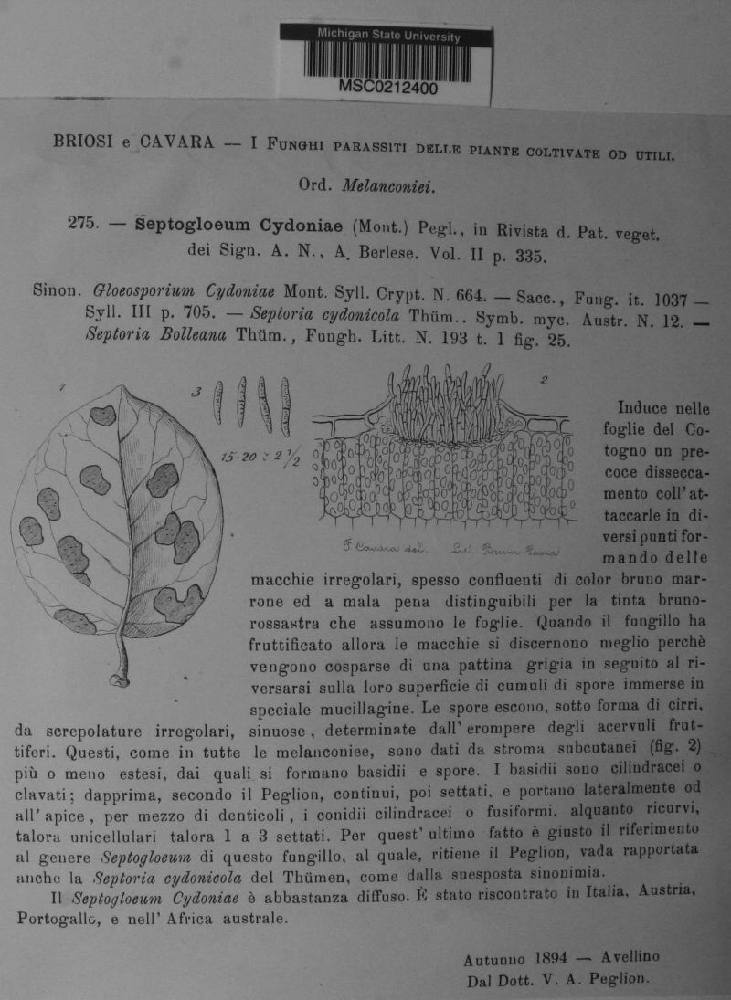 Septogloeum cydoniae image