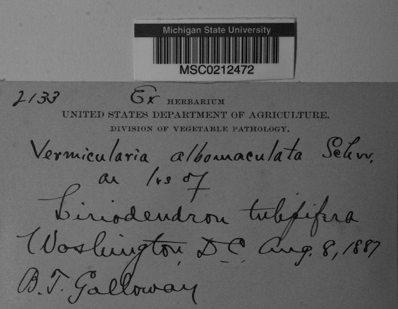 Vermicularia albomaculata image