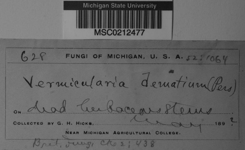 Colletotrichum dematium image