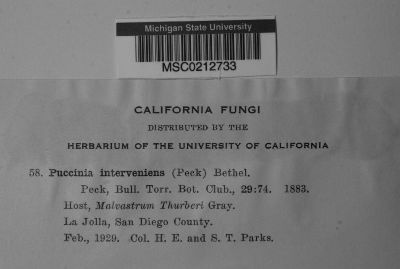 Puccinia interveniens image