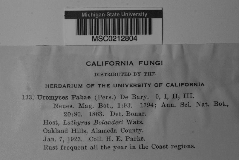 Uromyces viciae-fabae var. viciae-fabae image