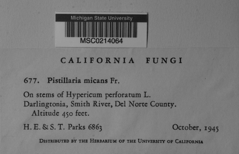 Typhula micans image
