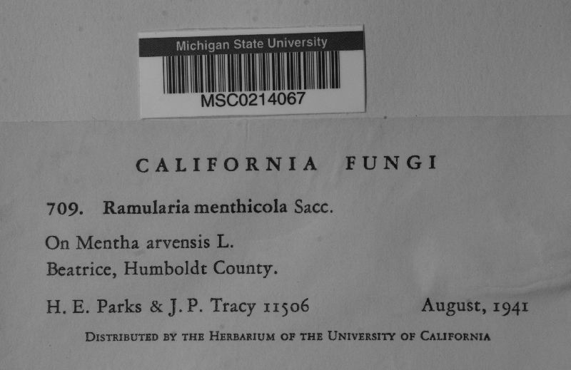 Ramularia menthicola image