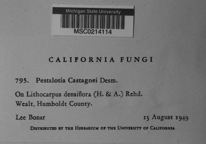 Pestalotia castagnei image