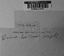 Bremia lactucae image