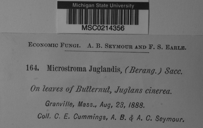 Microstroma juglandis image
