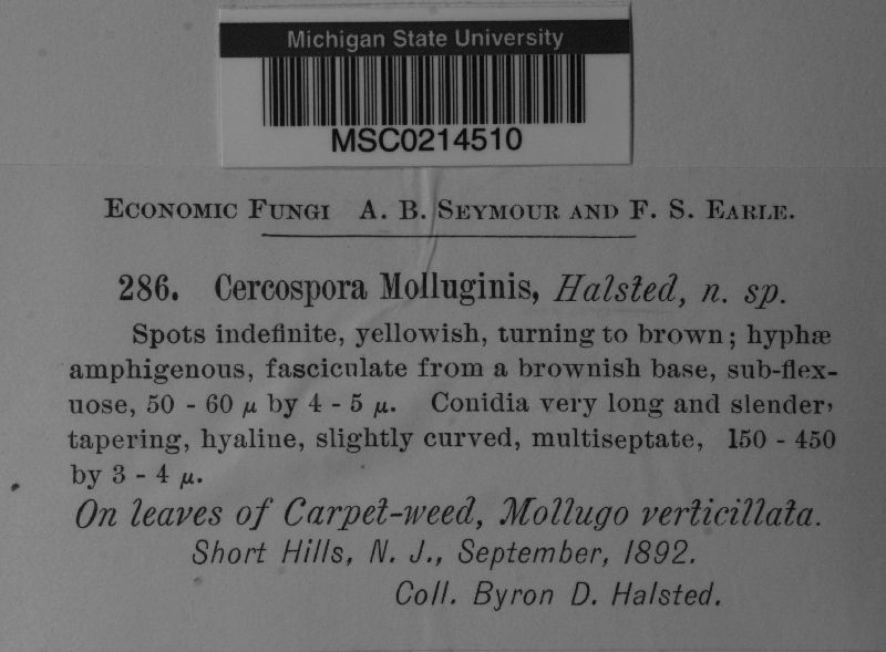 Cercospora molluginis image