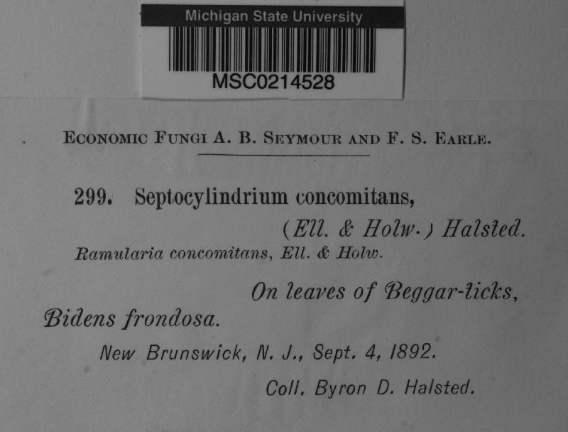 Septocylindrium concomitans image