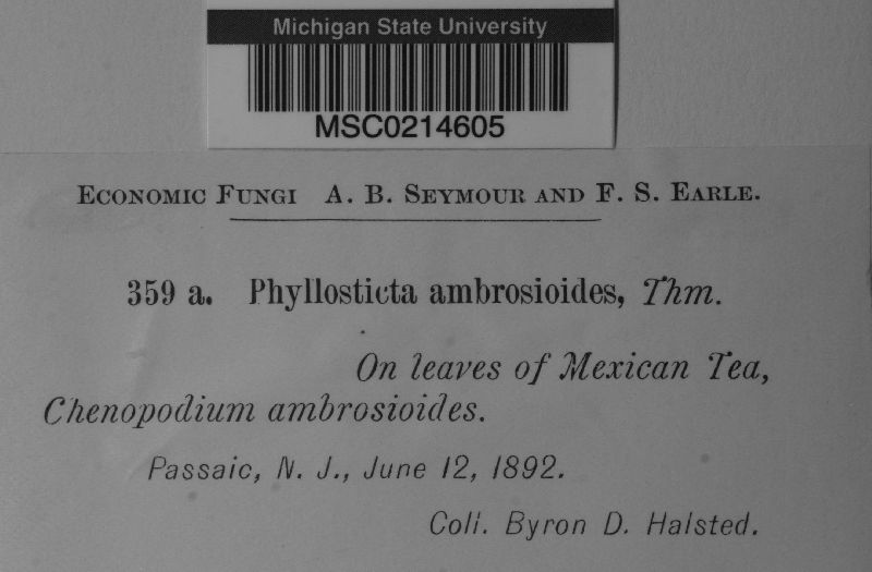 Phyllosticta ambrosioidis image