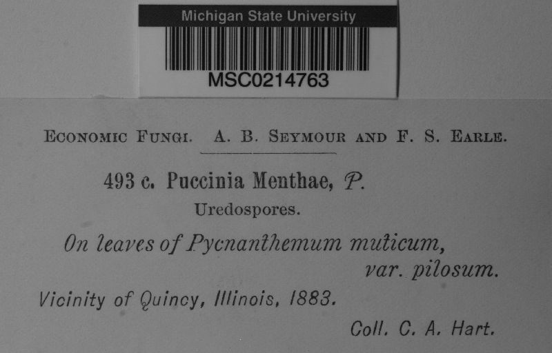 Puccinia menthae image