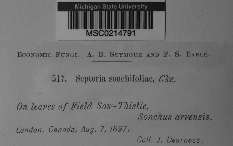 Septoria sonchifolia image