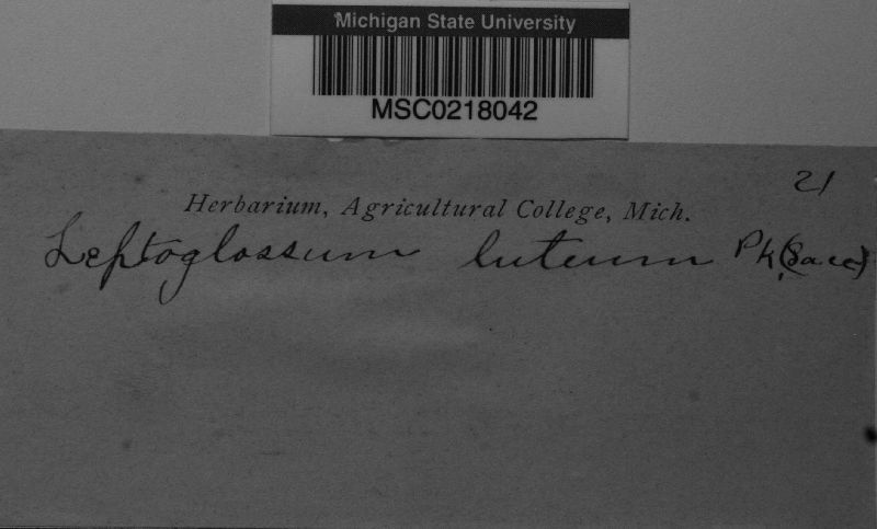 Leptoglossum luteum image