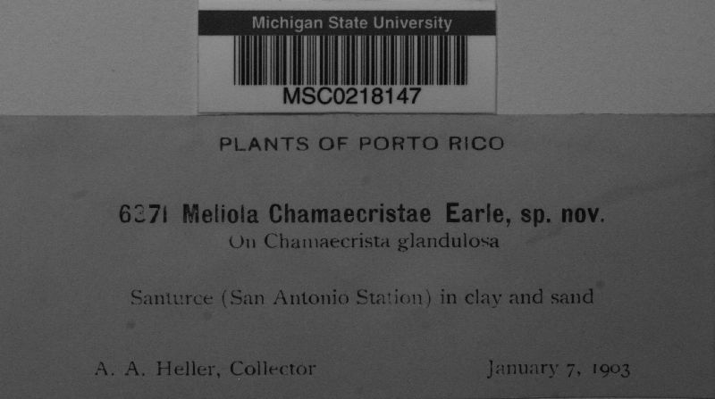 Meliola chamaecristae image