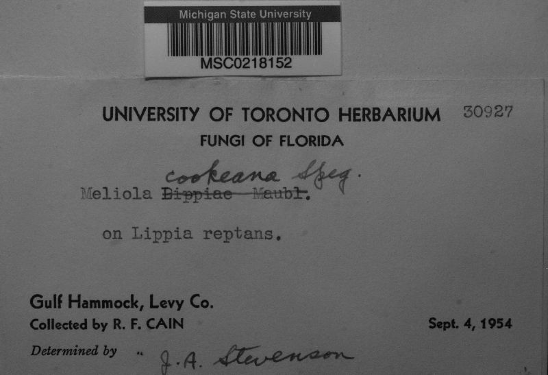 Meliola cookeana image