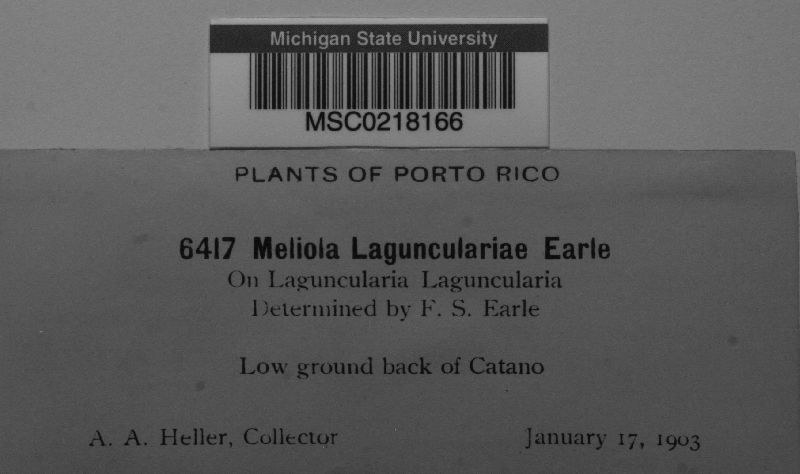 Meliola lagunculariae image