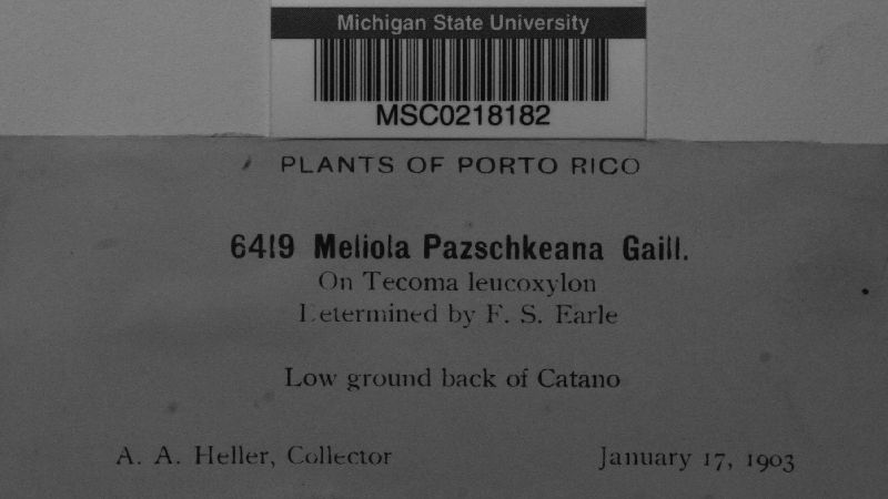 Meliola pazschkeana image