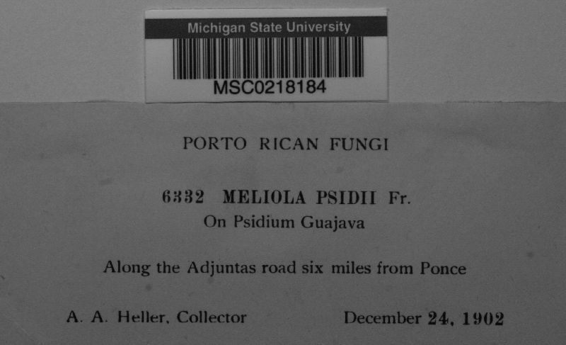 Meliola psidii image