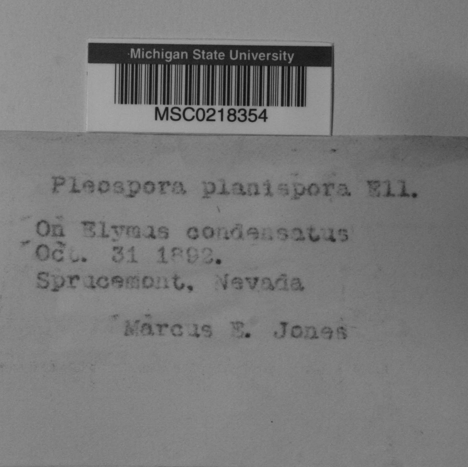Pleospora planispora image