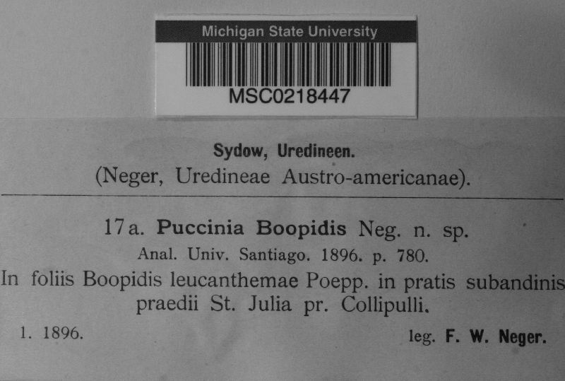 Puccinia boopidis image