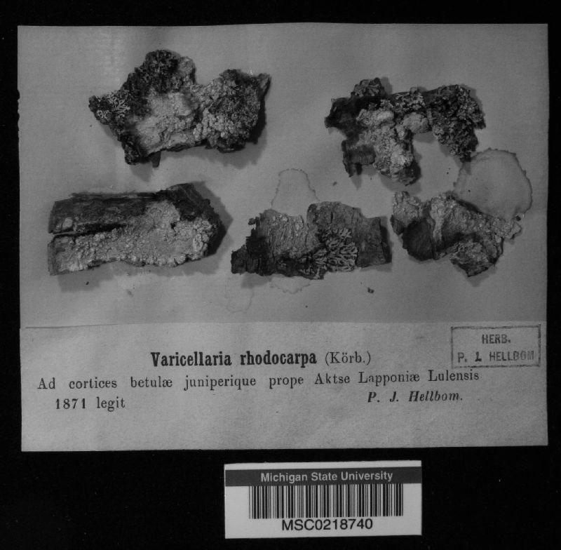 Varicellaria rhodocarpa image