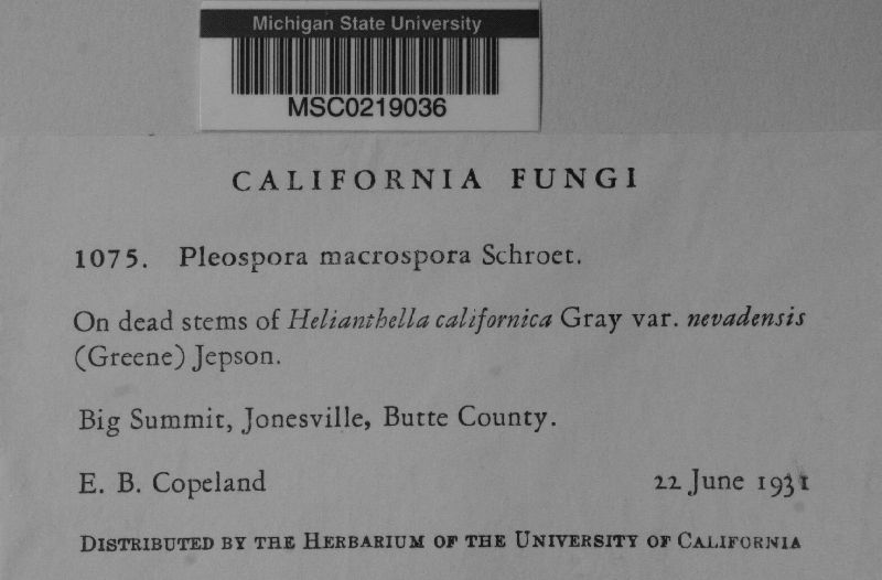 Pleospora macrospora image