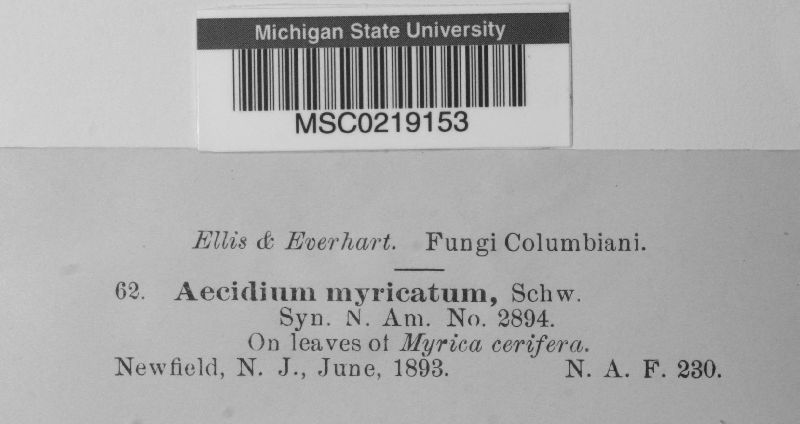 Aecidium myricatum image
