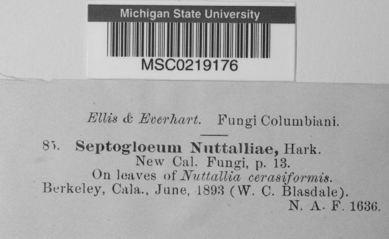 Cylindrosporium nuttalliae image
