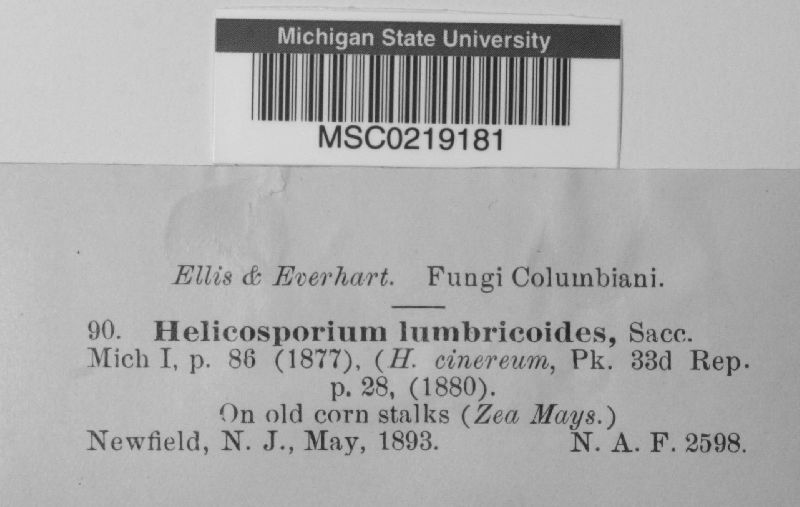 Helicosporium lumbricoides image