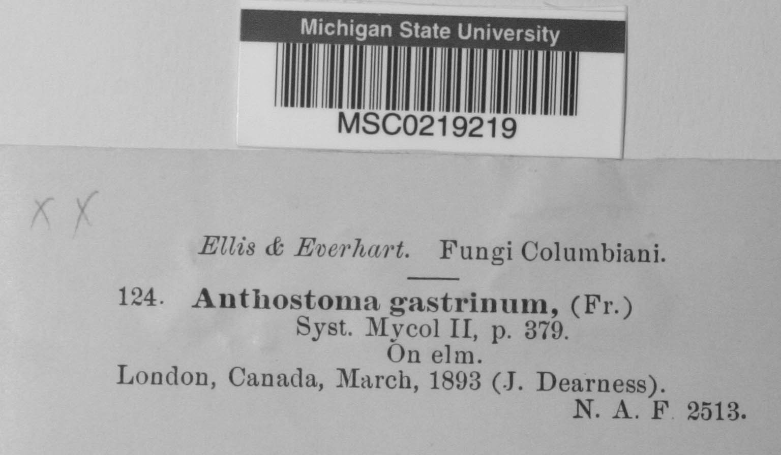 Anthostoma gastrinum image