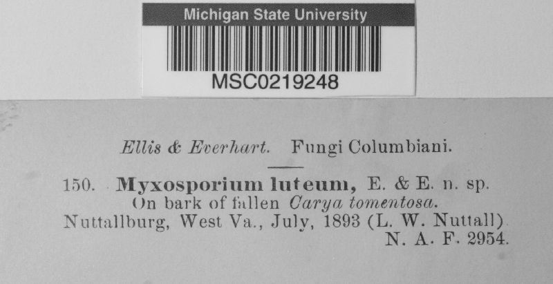 Myxosporium luteum image