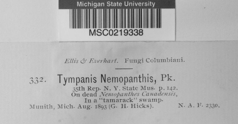 Tympanis nemopanthis image