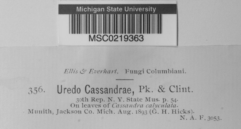 Uredo cassandrae image
