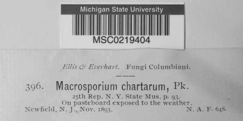 Macrosporium chartarum image