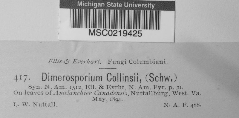 Apiosporina collinsii image