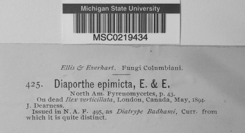 Diaporthe epimicta image