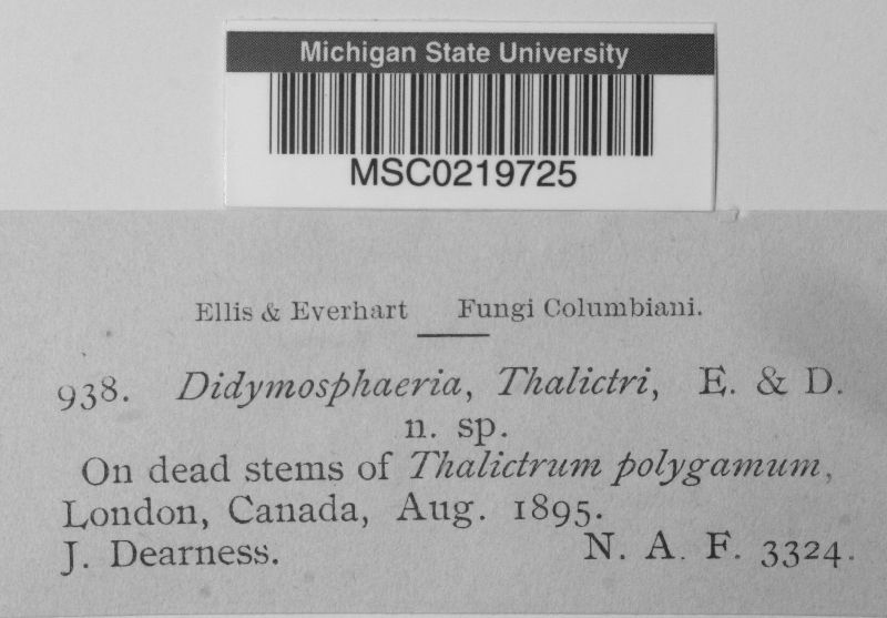 Didymosphaeriaceae image