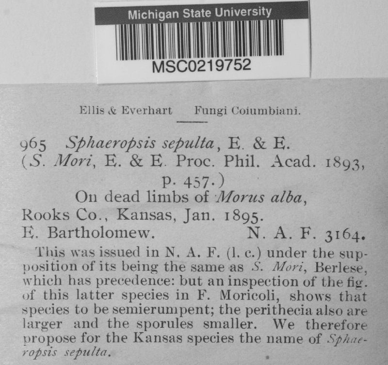 Sphaeropsis sepulta image