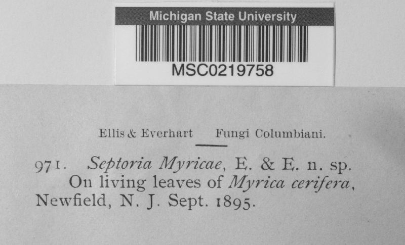 Septoria myricae image