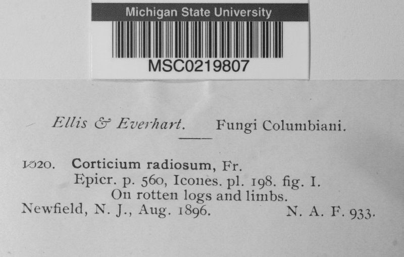 Corticium radiosum image