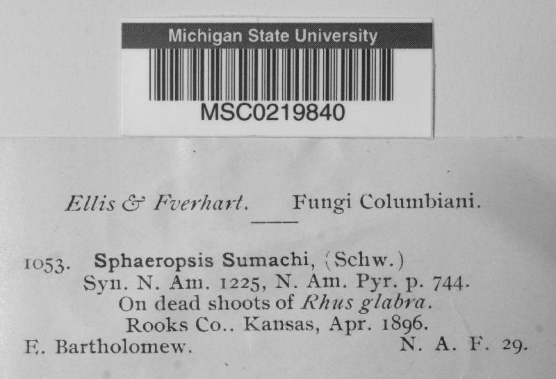 Sphaeropsis sumachi image