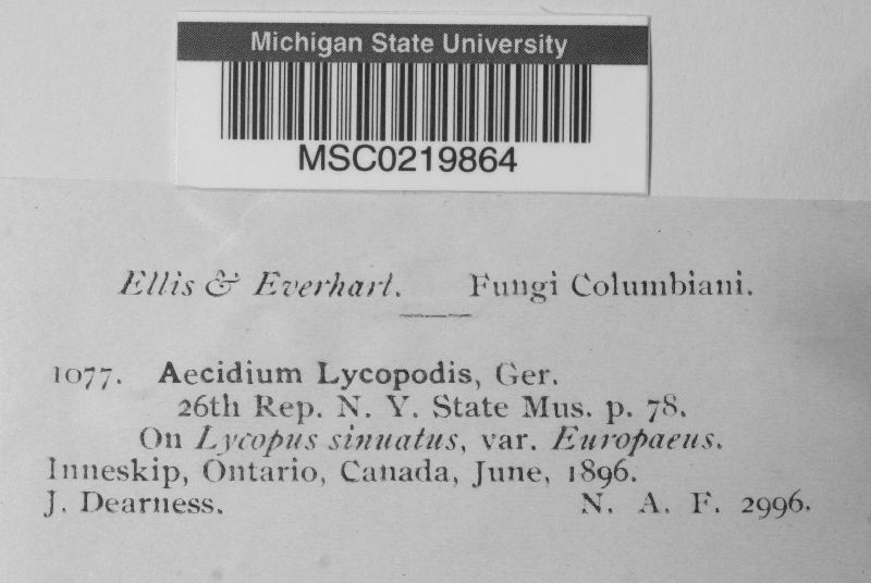 Aecidium lycopodis image