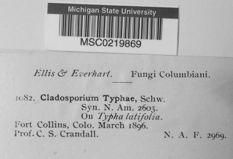 Cladosporium typhae image