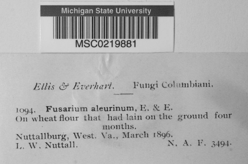 Fusarium aleurinum image