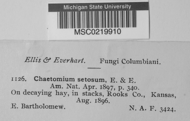 Chaetomium setosum image