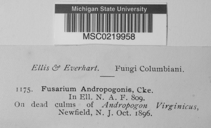 Fusarium andropogonis image