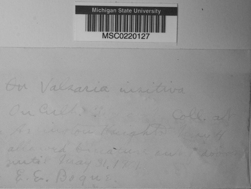 Valsaria insitiva image