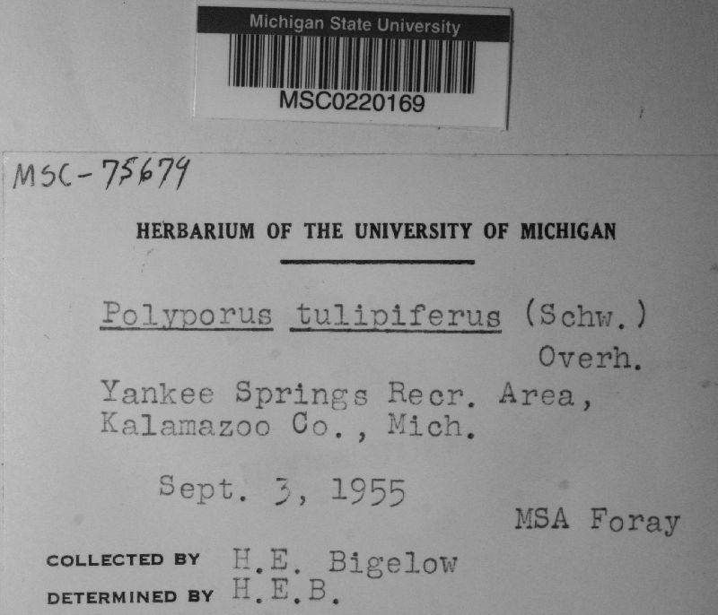 Polyporus tulipiferus image