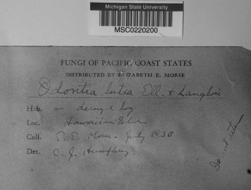 Mycoacia lutea image