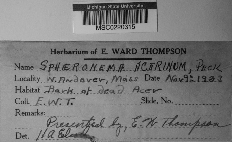 Sphaeronaema acerinum image