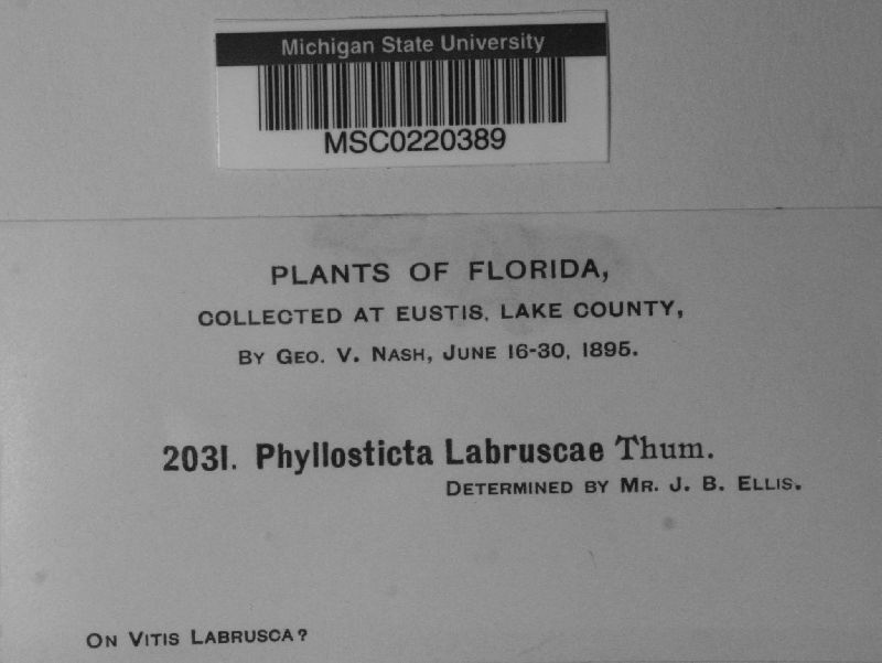 Phyllosticta labruscae image